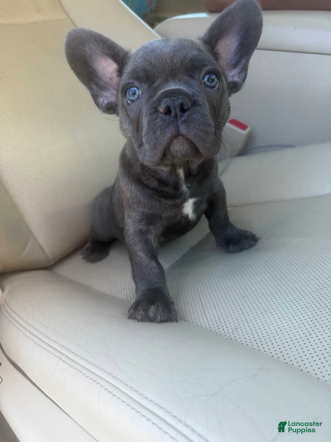 French Bulldog dogs for sale: Pepper - Ad 2