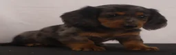 Dachshund dogs for sale: Fluffy - Ad 1