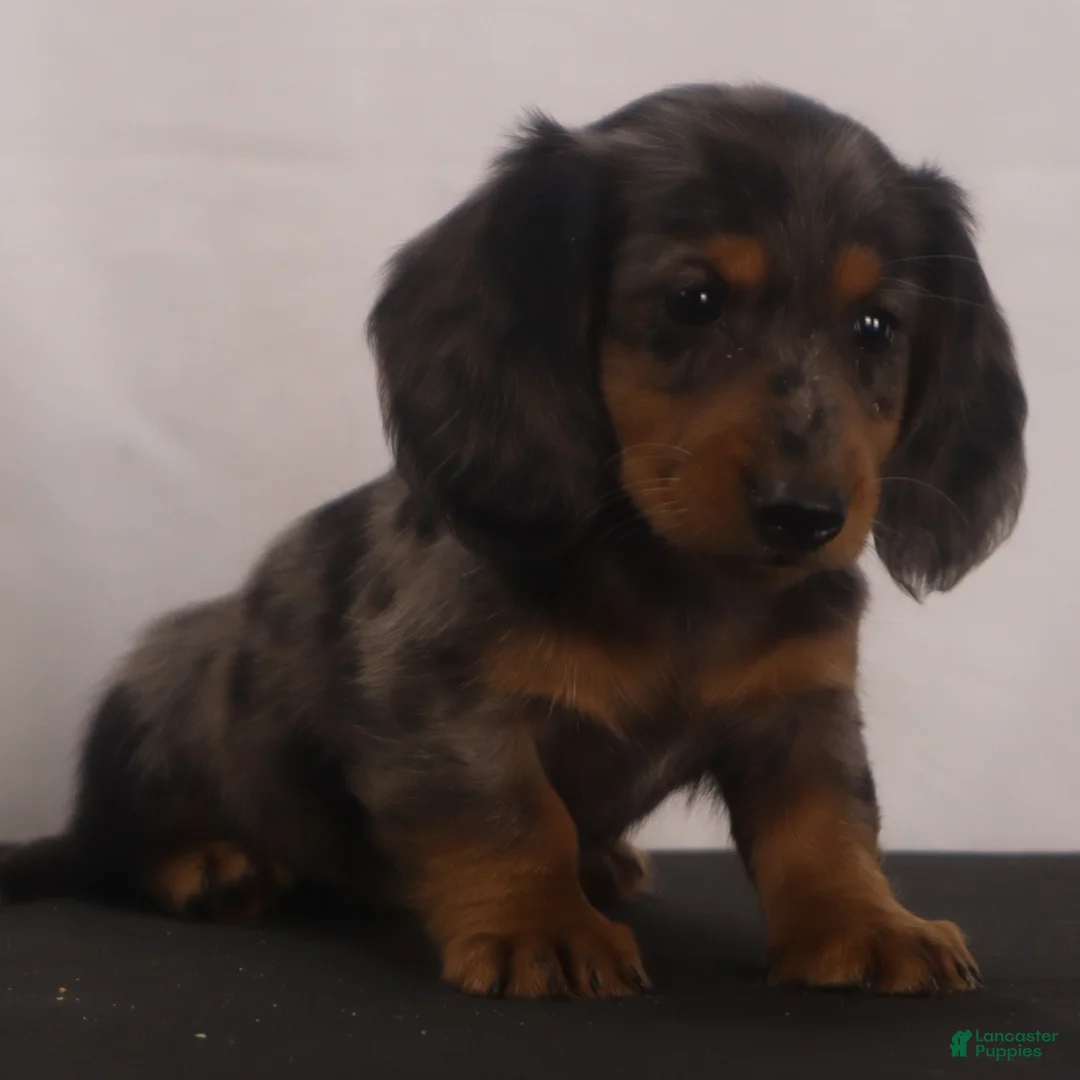 Dachshund dogs for sale: Fluffy - Ad 1