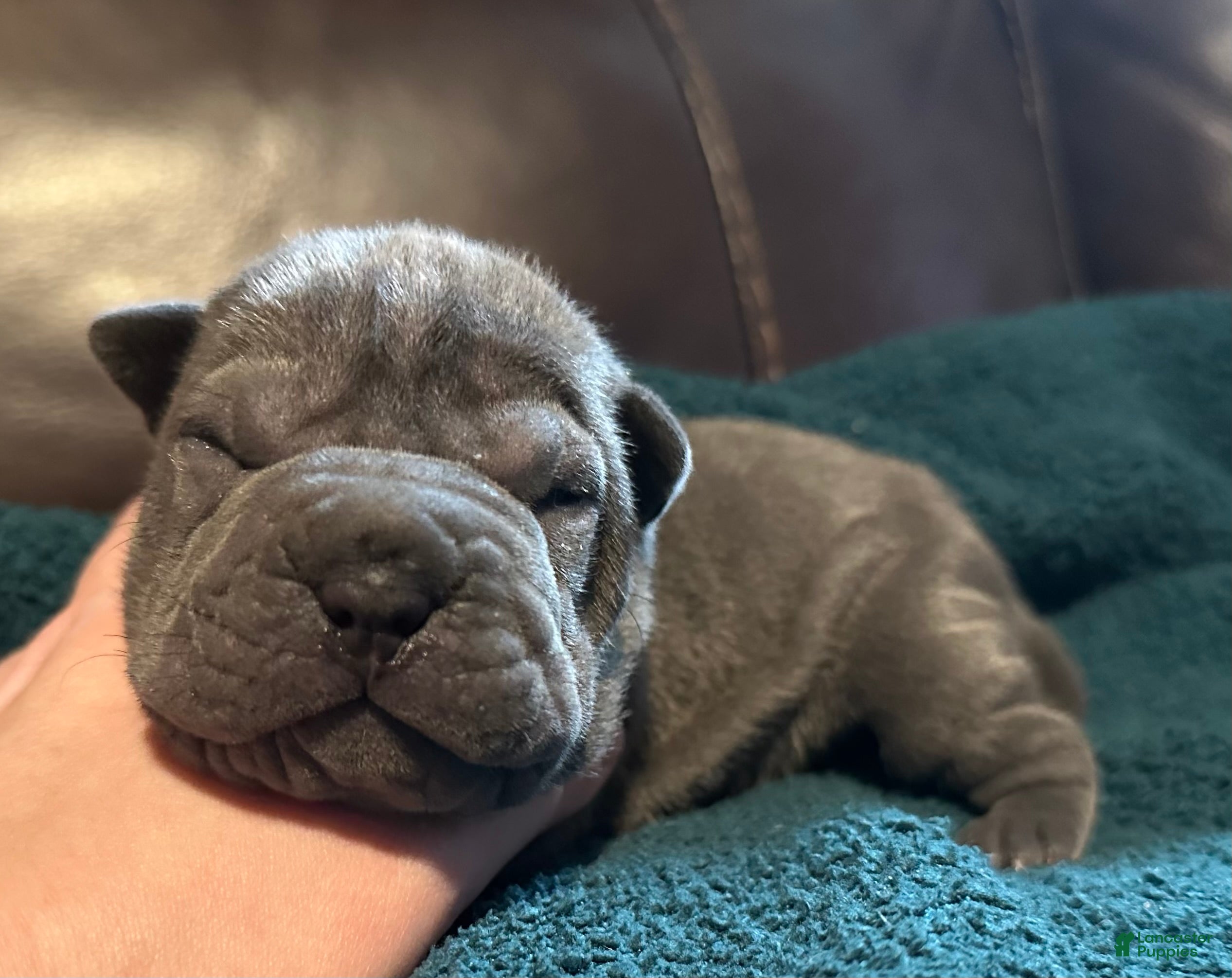 Shar Pei dogs Scarlett - Ad 6