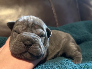 Shar Pei dogs Scarlett - Ad 6