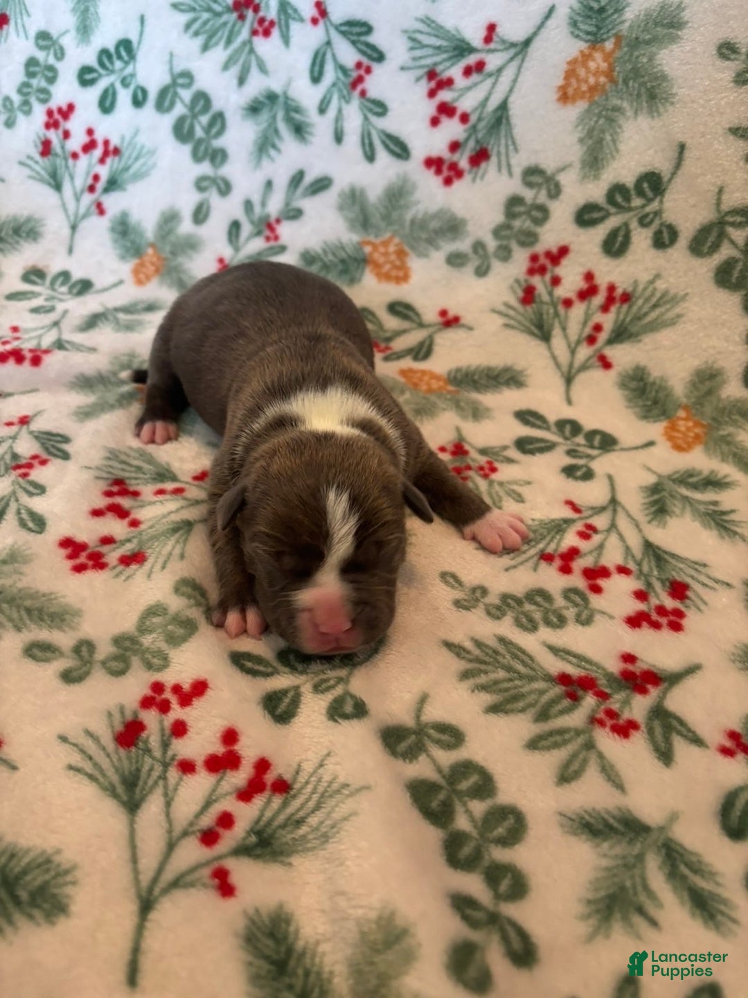 Mixed Breed dogs for sale: Ursa - Ad 1