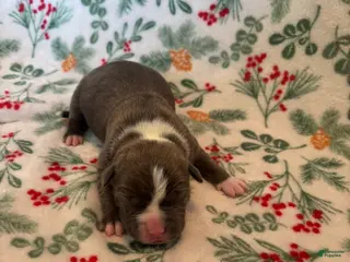 Mixed Breed dogs Ursa - Ad 16