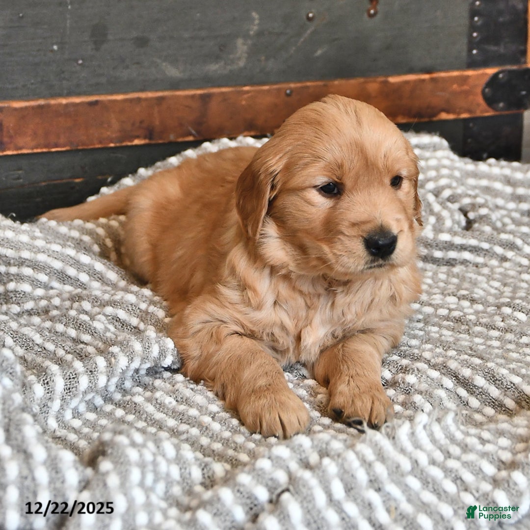 Golden Retriever dogs for sale: Sugar Kiss - Ad 3