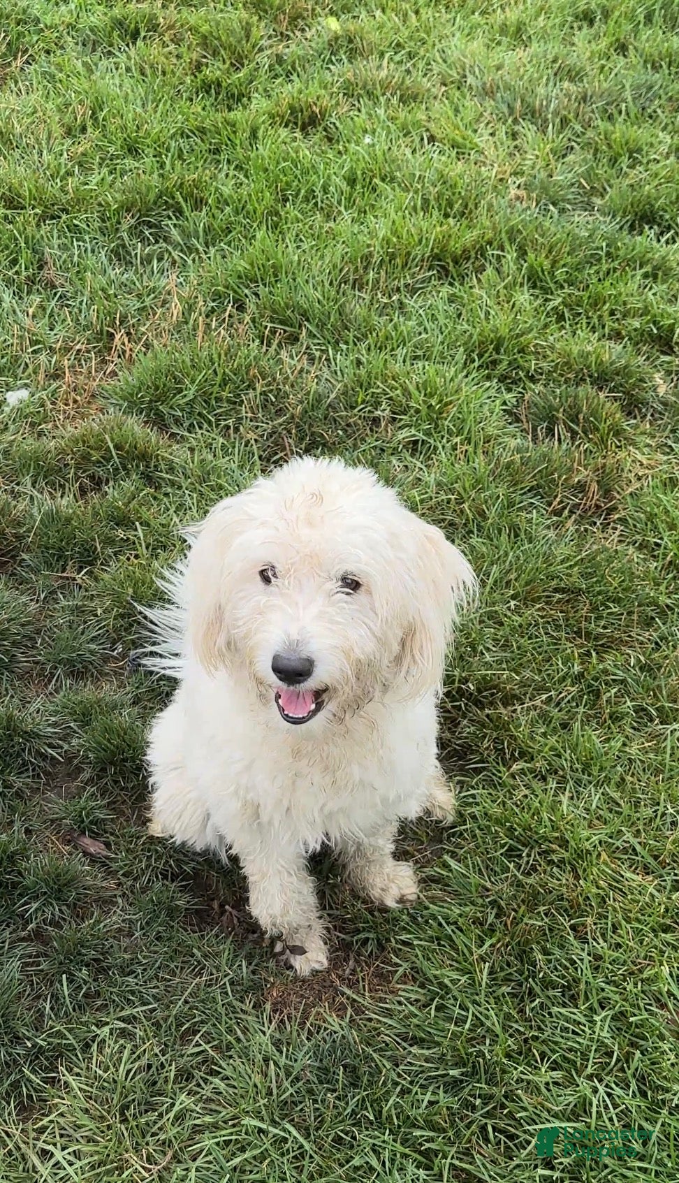 Mixed Breed dogs Cozey - Ad 2