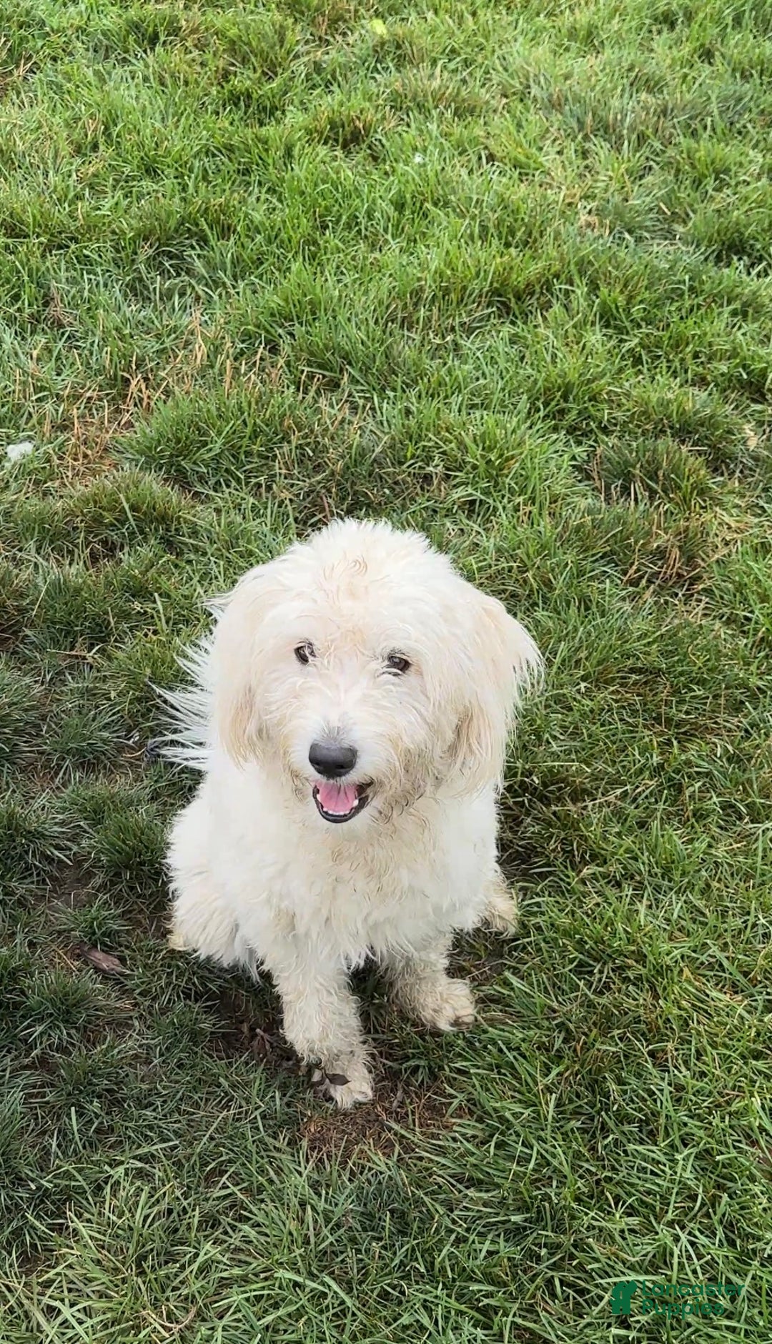 Mixed Breed dogs for sale: Wes - Ad 4