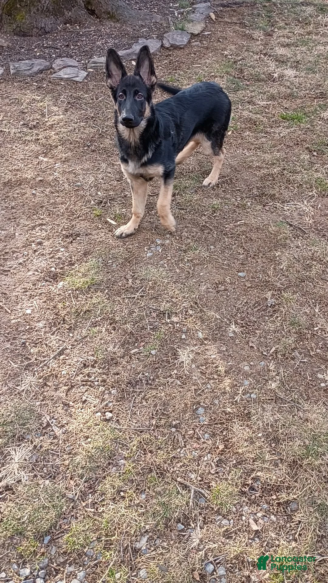 German Shepherd dogs for sale: Kayda - Ad 2