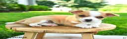 Chihuahua dogs for sale: Noland - Ad 3