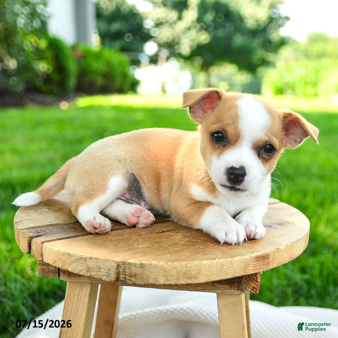 Chihuahua dogs for sale: Noland - Ad 3