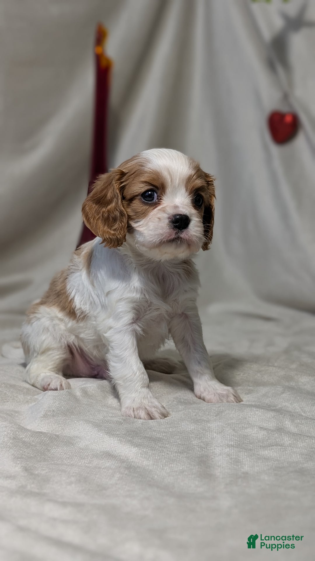 Cavalier King Charles Spaniel dogs for sale: Rover - Ad 9