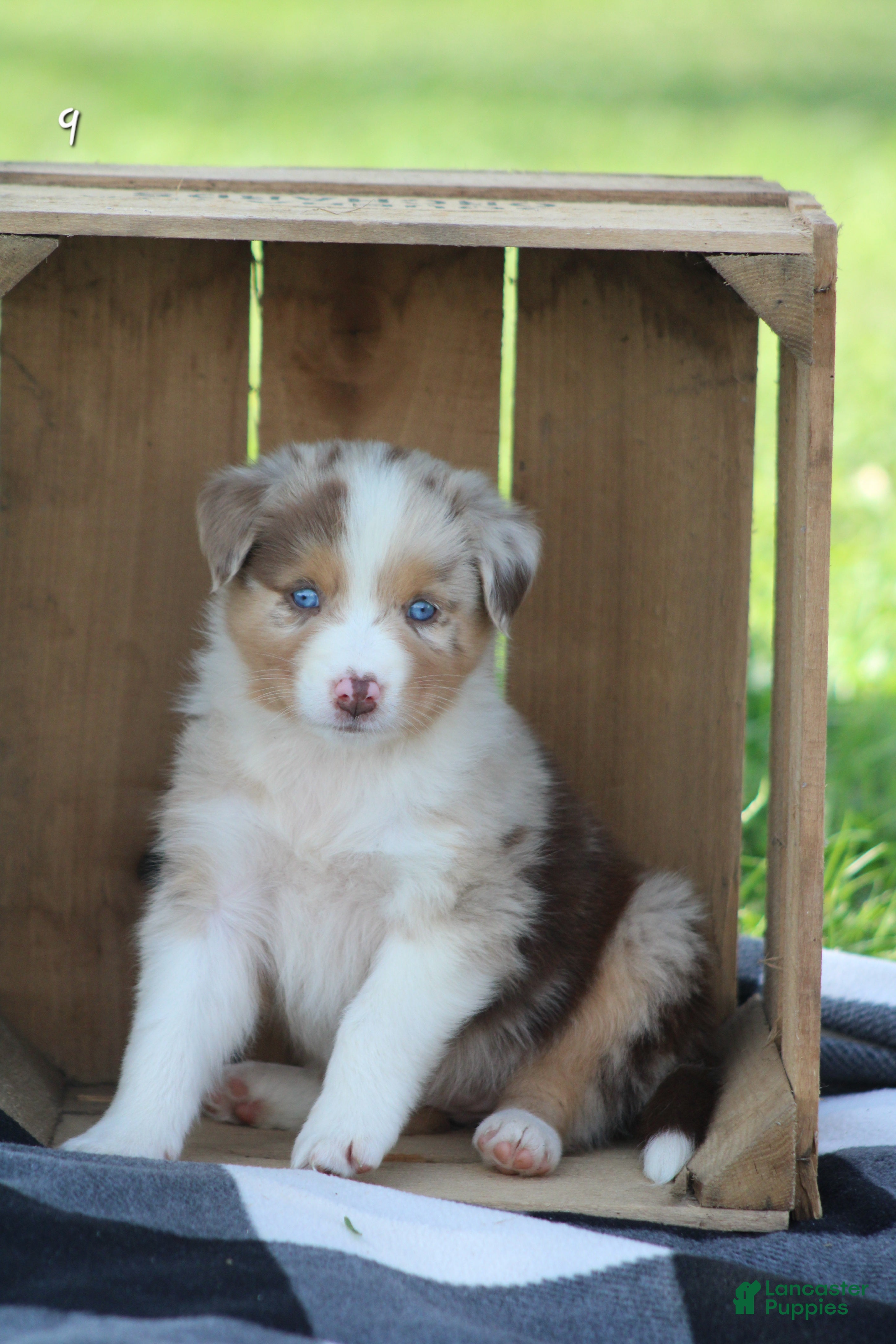 Molly (Australian Shepherd, Female) in Quarryville, PA