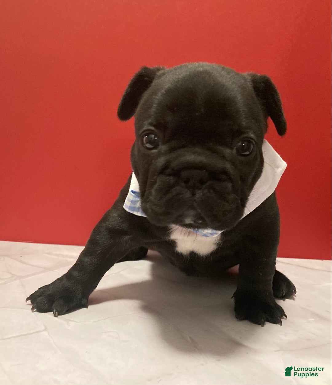 French Bulldog dogs for sale: Coal - Ad 3