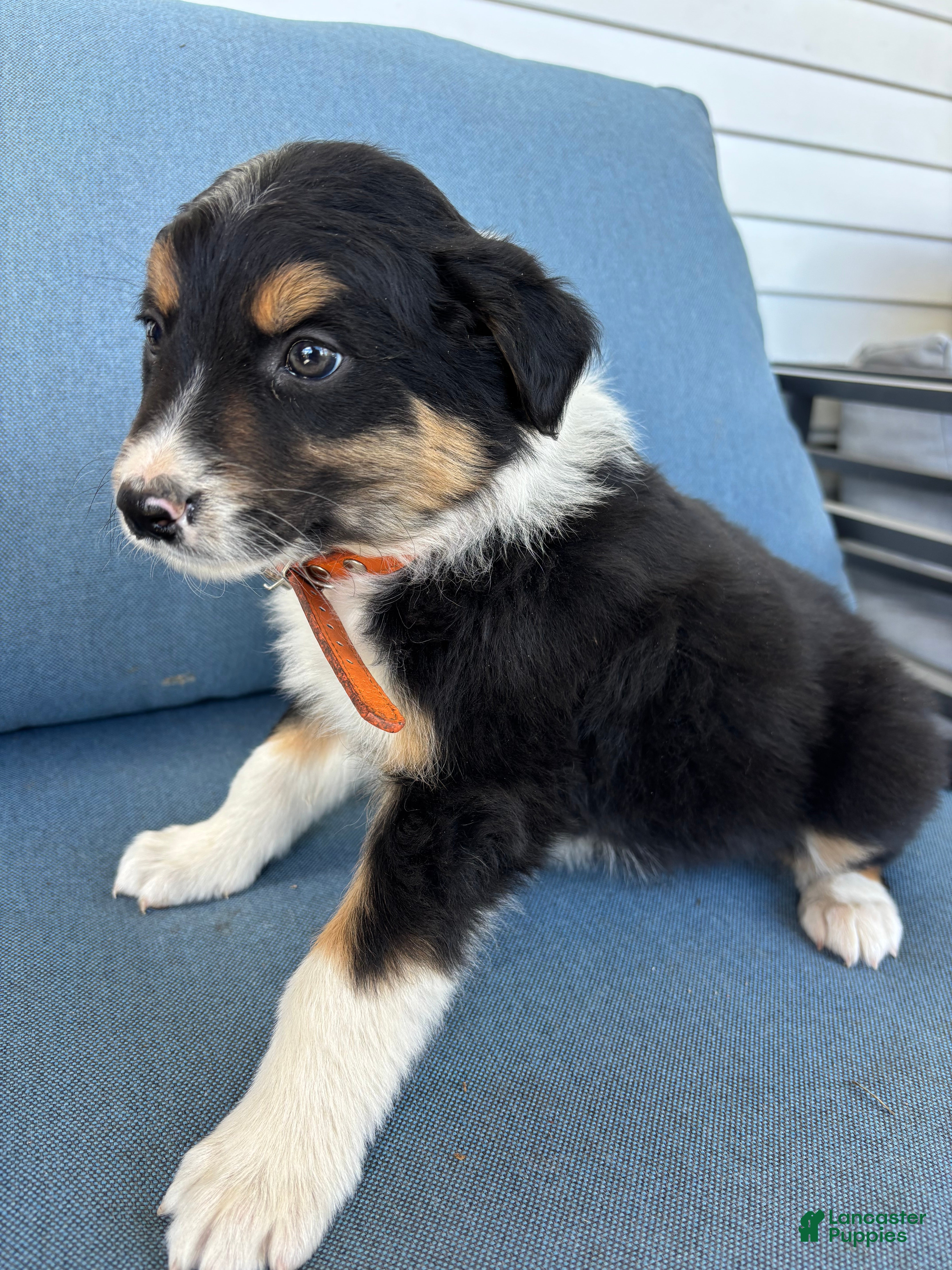 Mixed Breed dogs Sunny - Ad 1