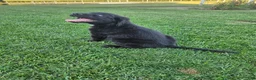 Mixed Breed dogs for sale:  Rocky - Ad 5