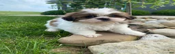 Shih Tzu dogs for sale: Tammy - Ad 9