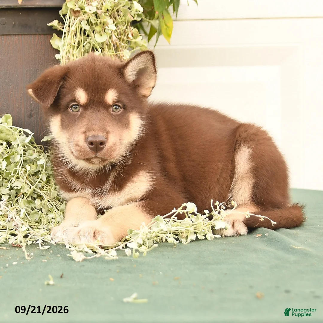Alaskan Malamute dogs for sale: Chester - Ad 3