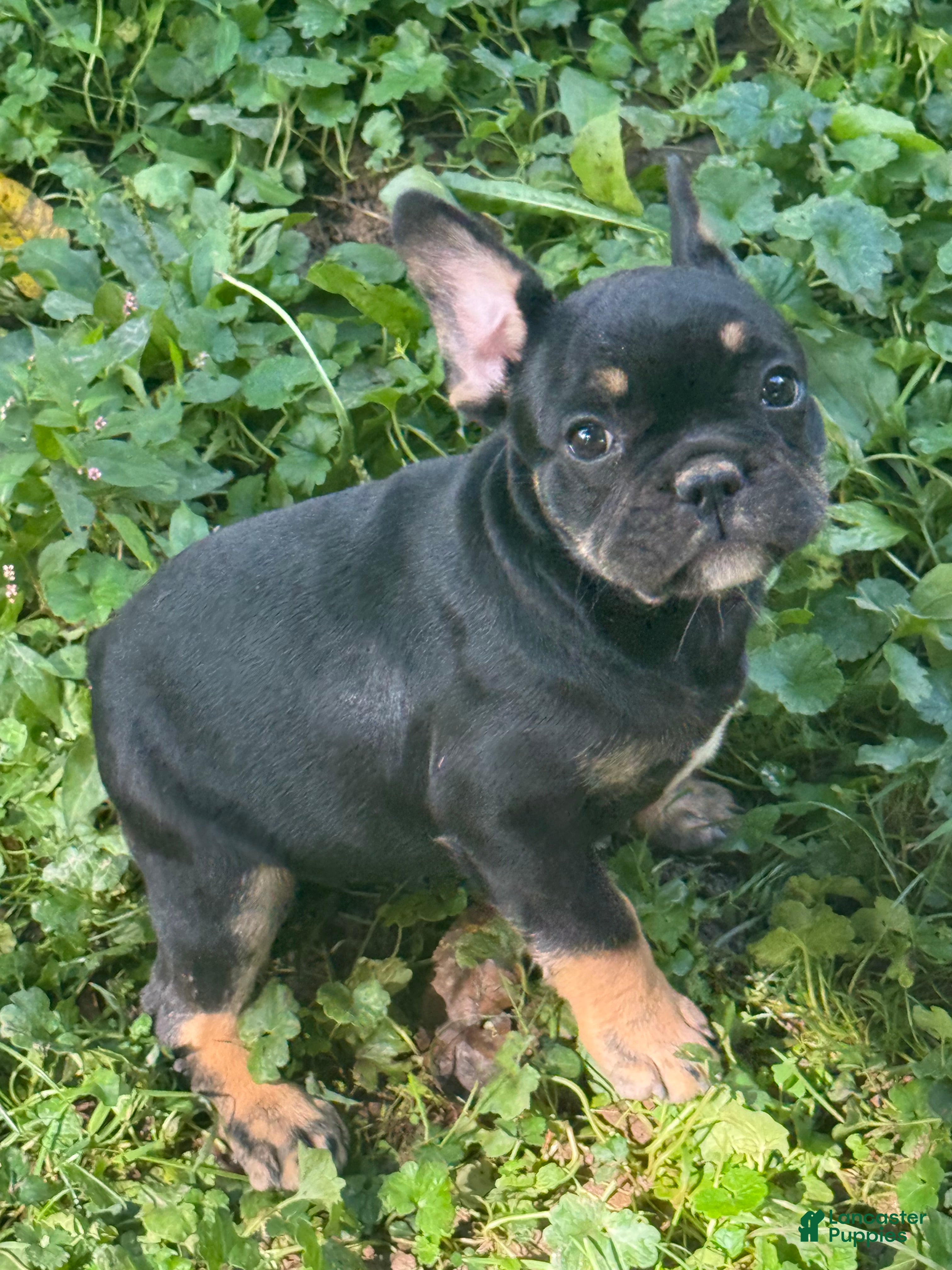 French Bulldog dogs Frannie - Ad 3