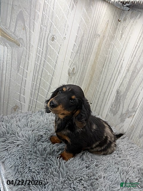 Dachshund dogs Tyson - Ad 2