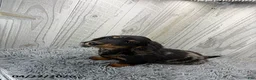Dachshund dogs for sale: Tyson - Ad 2