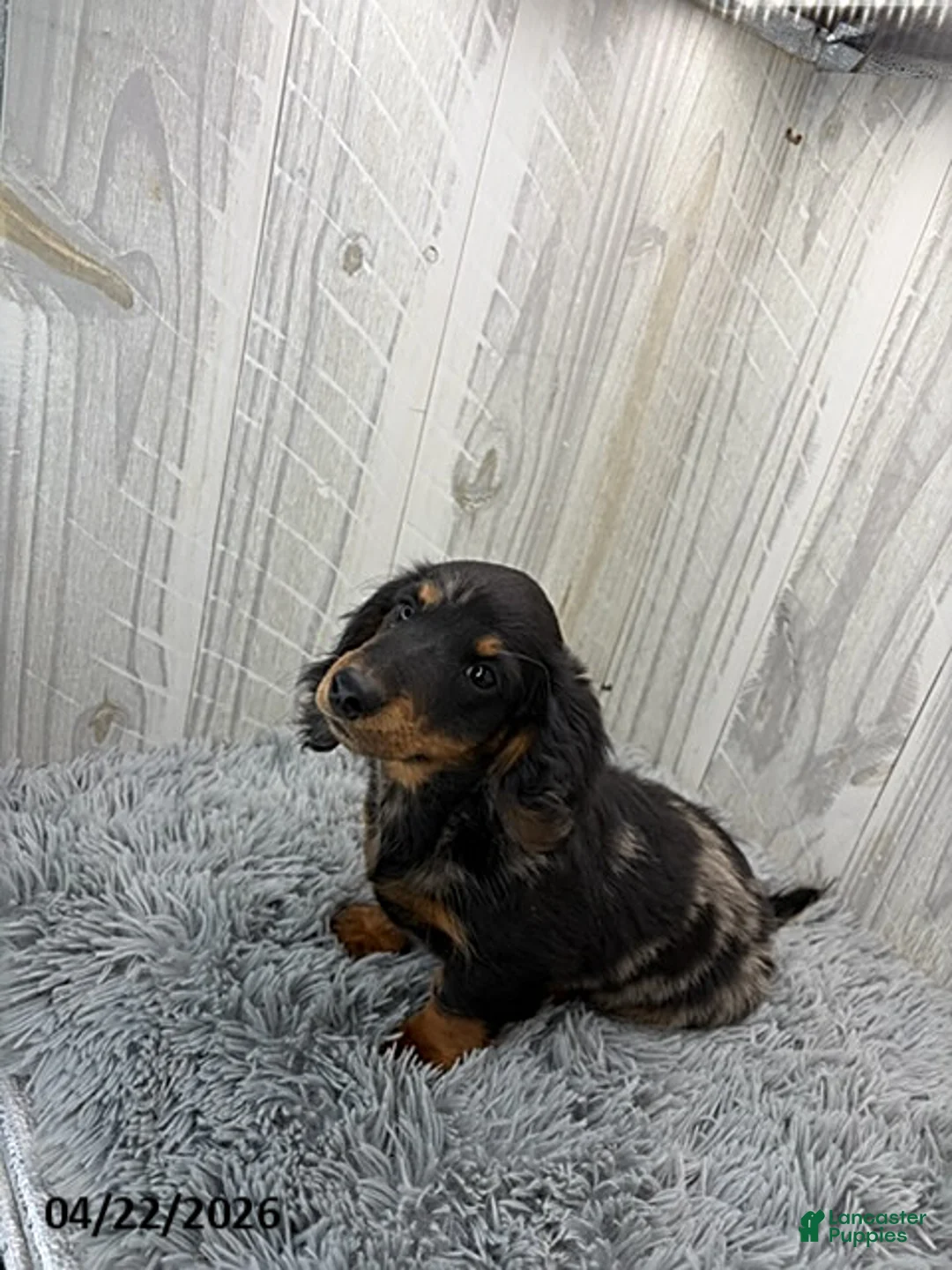 Dachshund dogs for sale: Tyson - Ad 2
