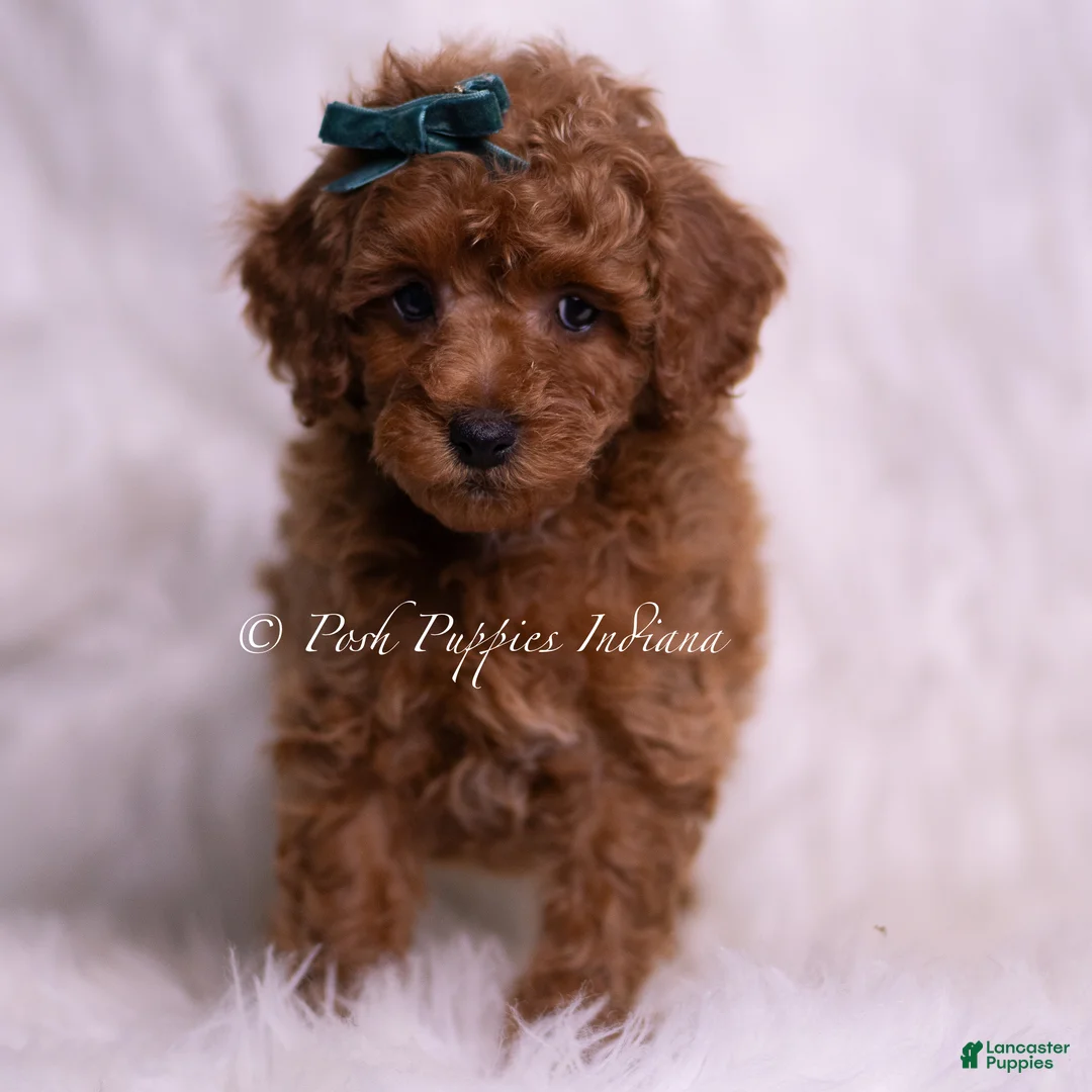 Toy Poodle dogs for sale: Macaron - Ad 2