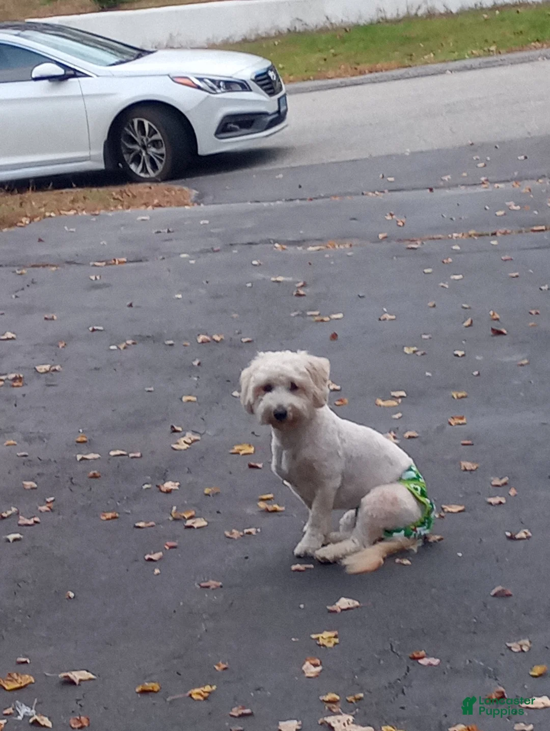 Miniature Labradoodle dogs for sale: Miniature Labradoodle Puppy 2 - Ad 2