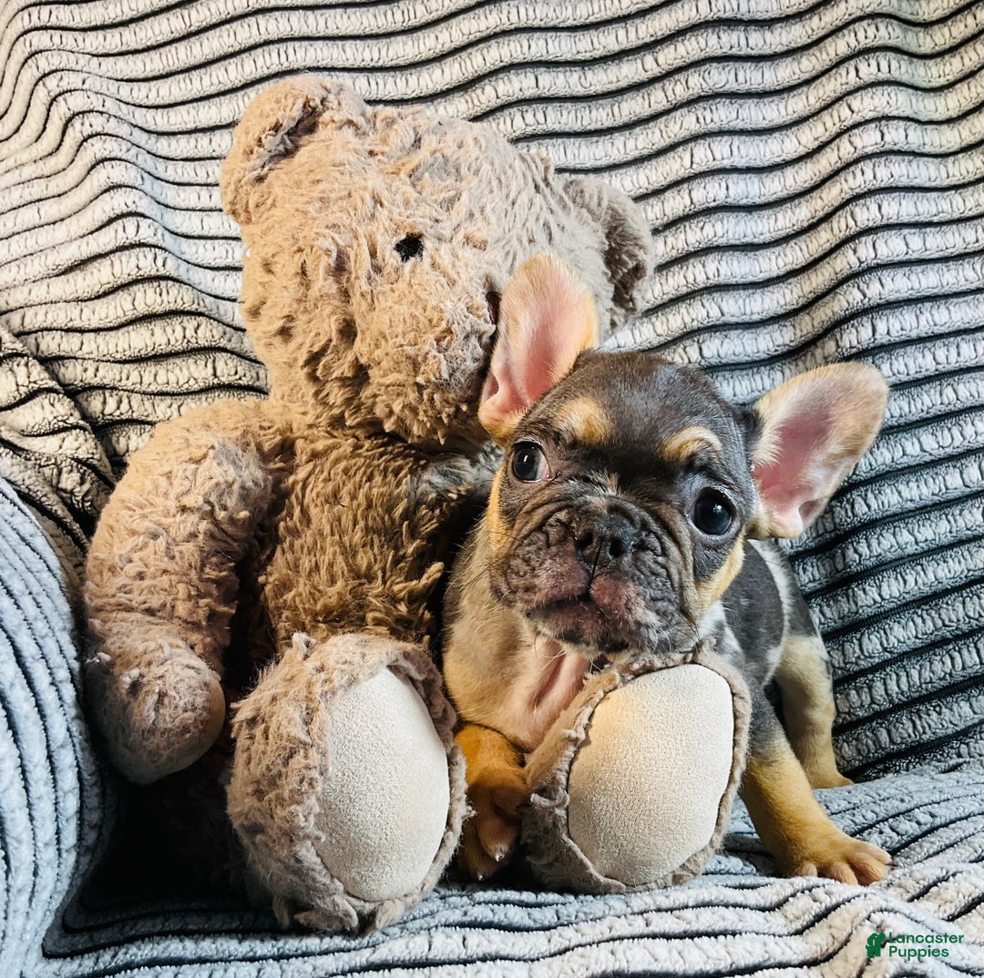 French Bulldog dogs for sale: Max  - Ad 12