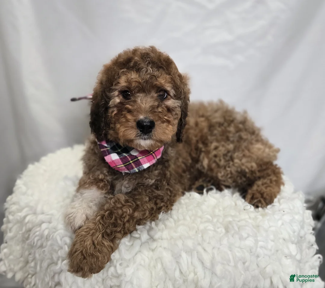 Bernedoodle dogs for sale: Kassie - Ad 1