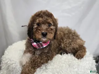 Bernedoodle dogs Kassie - Ad 24