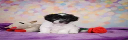 Maltipoo dogs for sale: Voilet - Ad 3