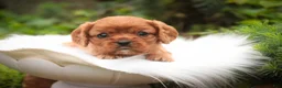 Cavalier King Charles Spaniel dogs for sale: Poppy Cavalier King Charles Spaniel - Ad 9
