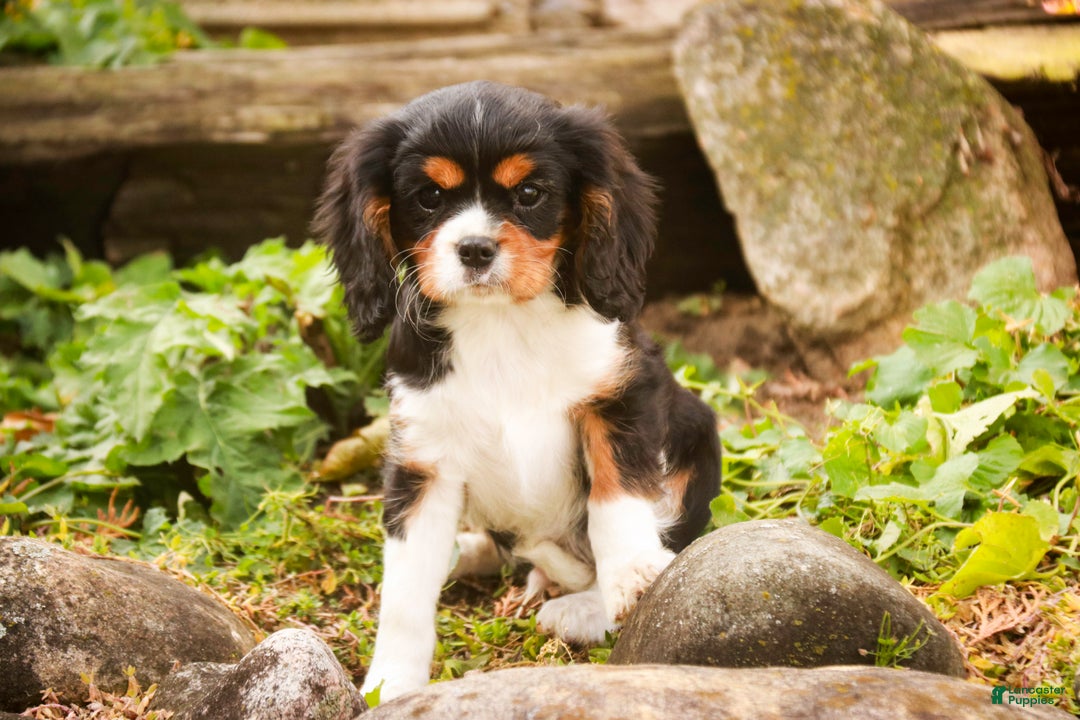 Cavalier King Charles Spaniel dogs for sale: Bert - Ad 6