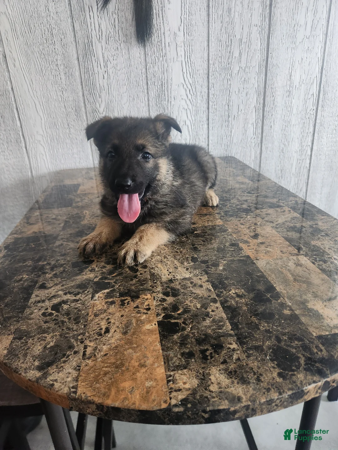 German Shepherd dogs for sale: Luna - Ad 1