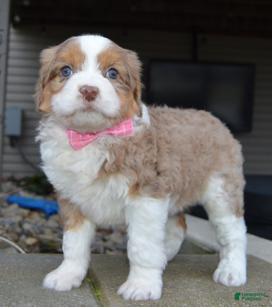 Mini Aussiedoodle dogs for sale: Mini Angel - Ad 3