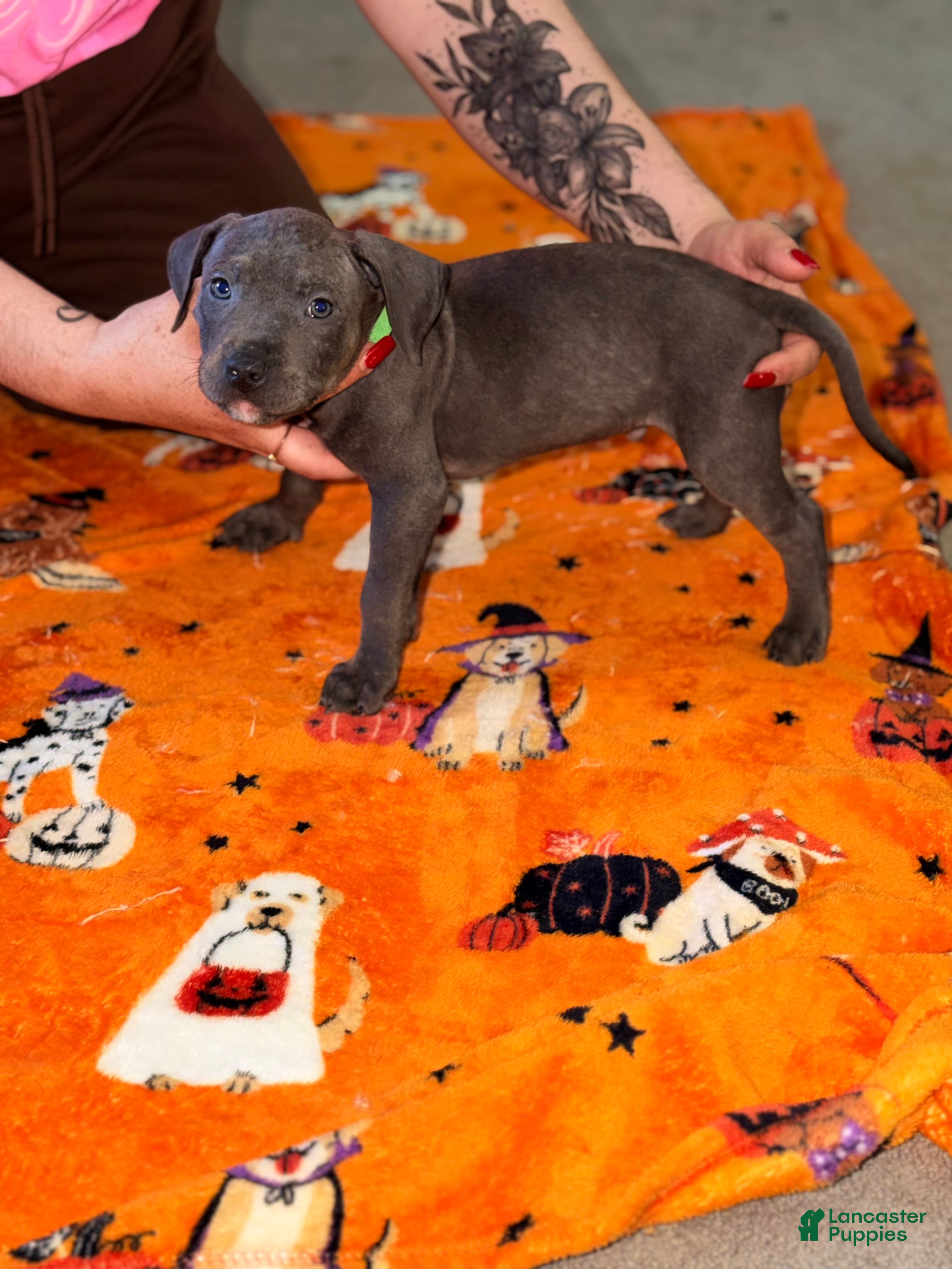 American Bully dogs for sale: American Bully 6 - Ad 20