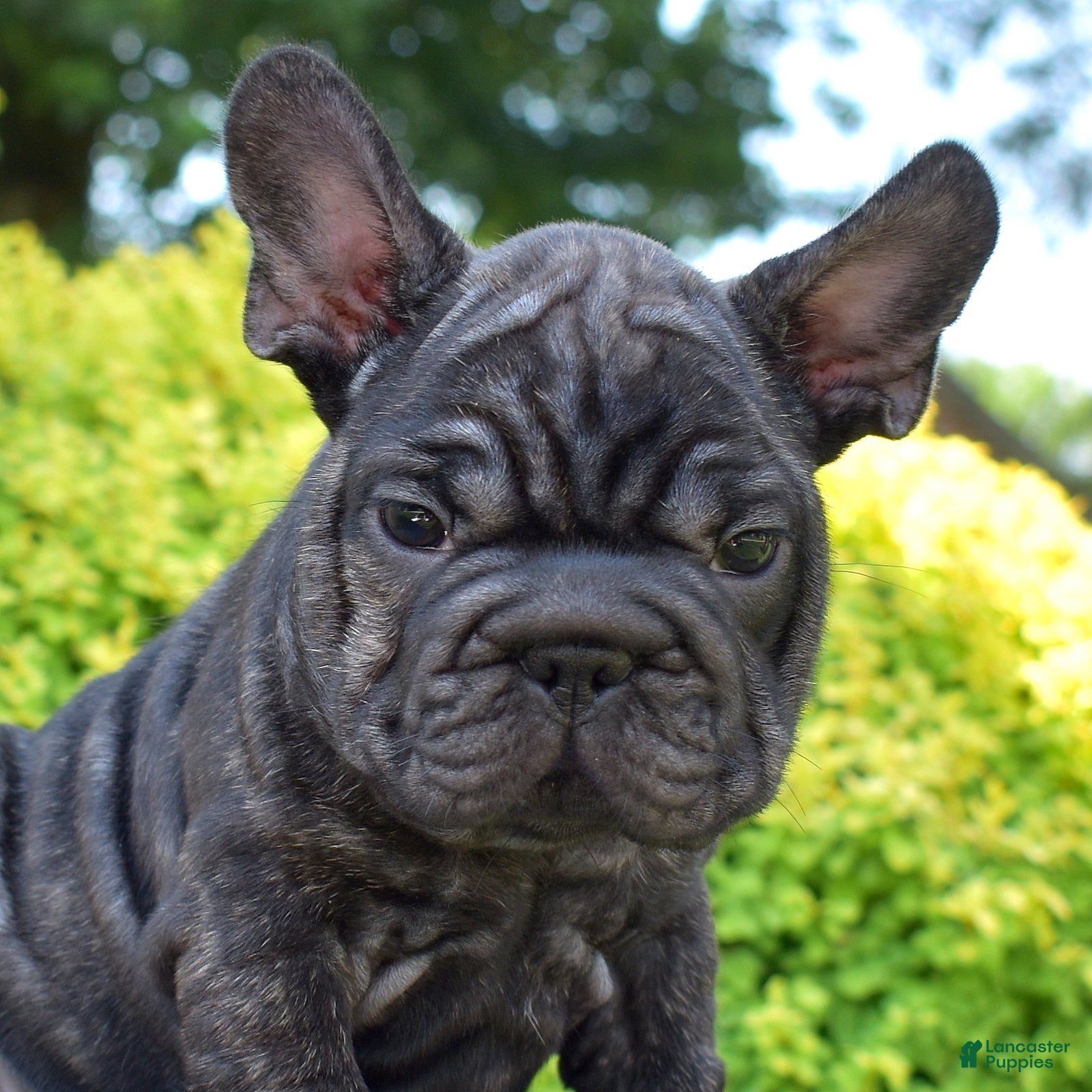 French Bulldog dogs Stormy - Ad 1