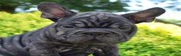 French Bulldog dogs for sale: Stormy - Ad 1