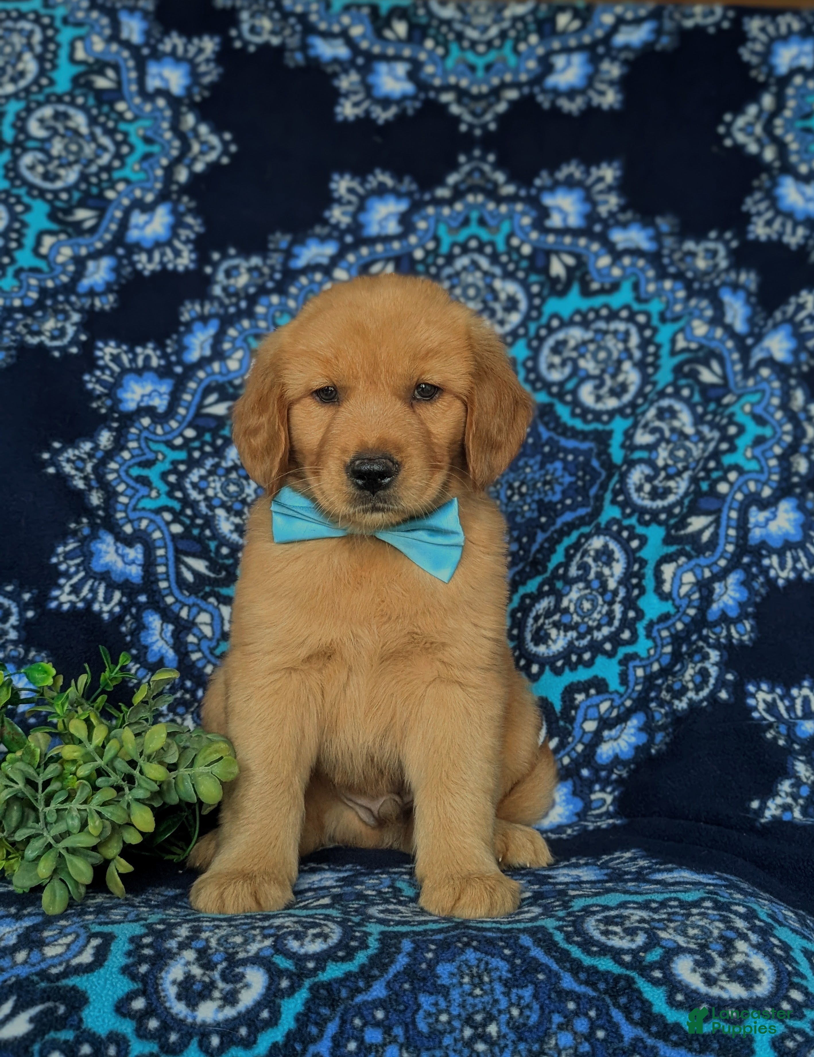 Golden Retriever dogs Roscoe - Ad 1