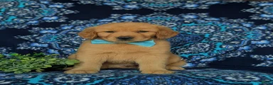 Roscoe