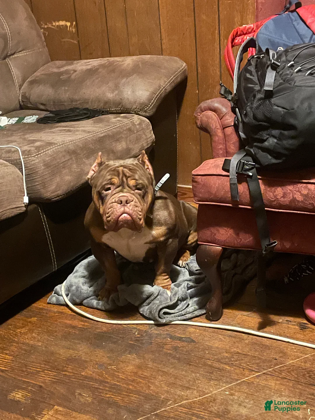 American Bully dogs for sale: Pocket Bully  - Ad 4