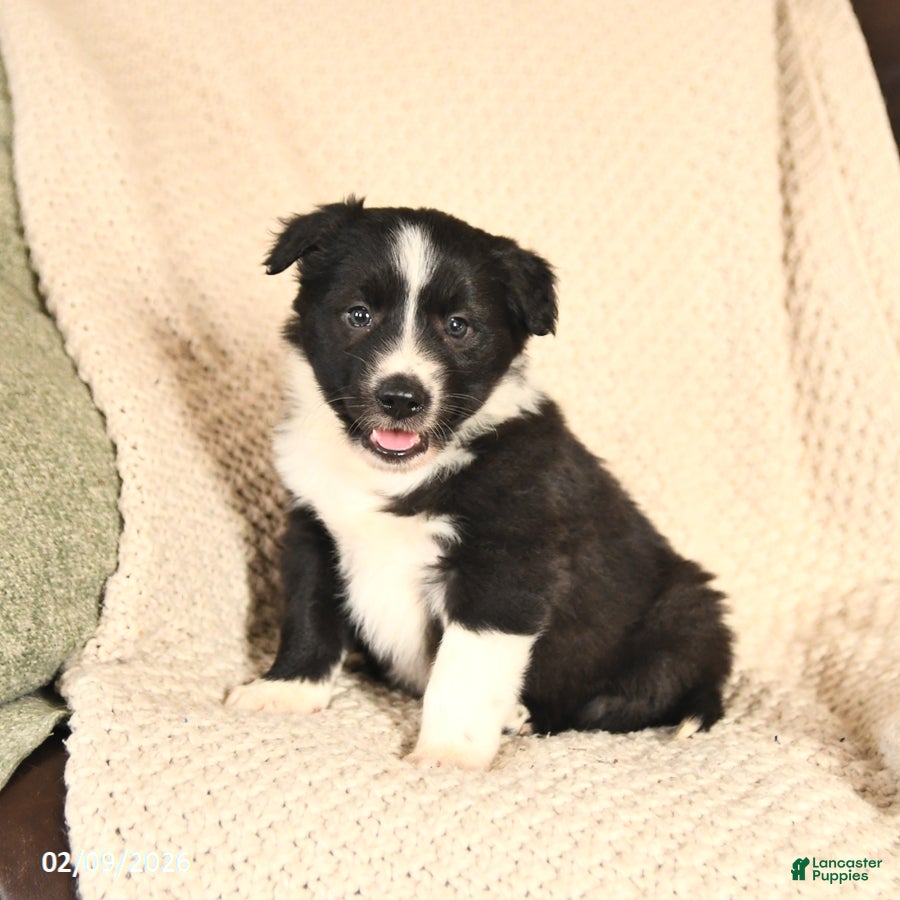 Mixed Breed dogs Moses - Ad 14