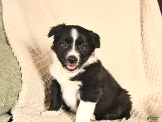 Mixed Breed dogs Moses - Ad 14