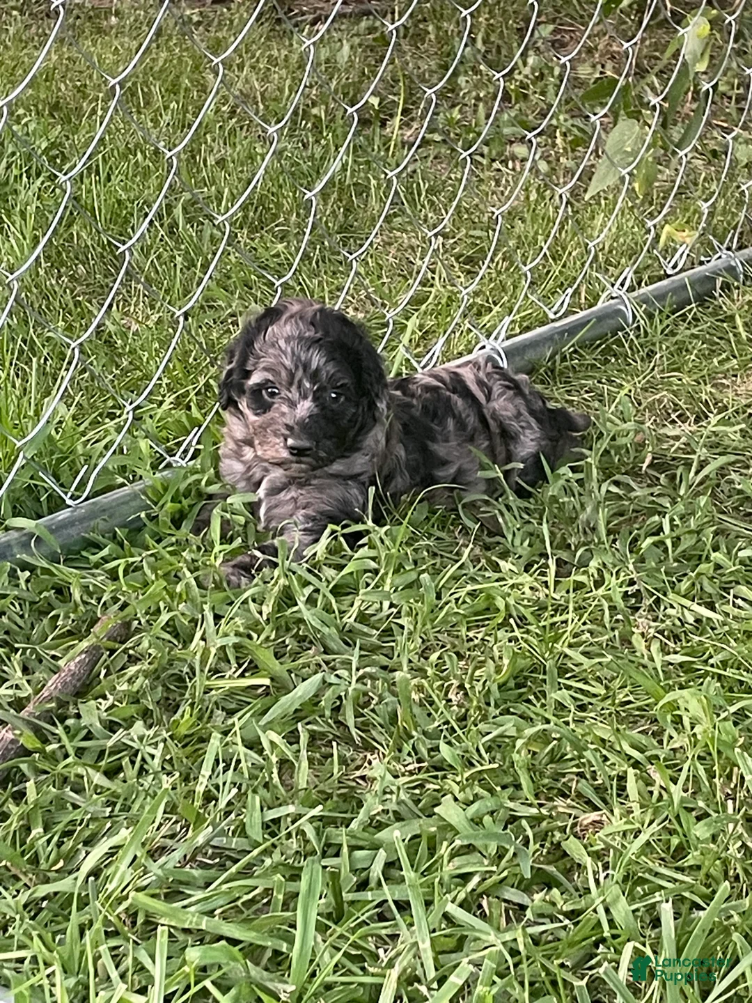 Aussiedoodle dogs for sale: Poppy and Peter  - Ad 2