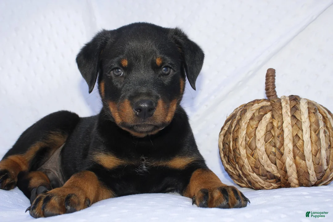 Rottweiler dogs for sale: Bruce  - Ad 1