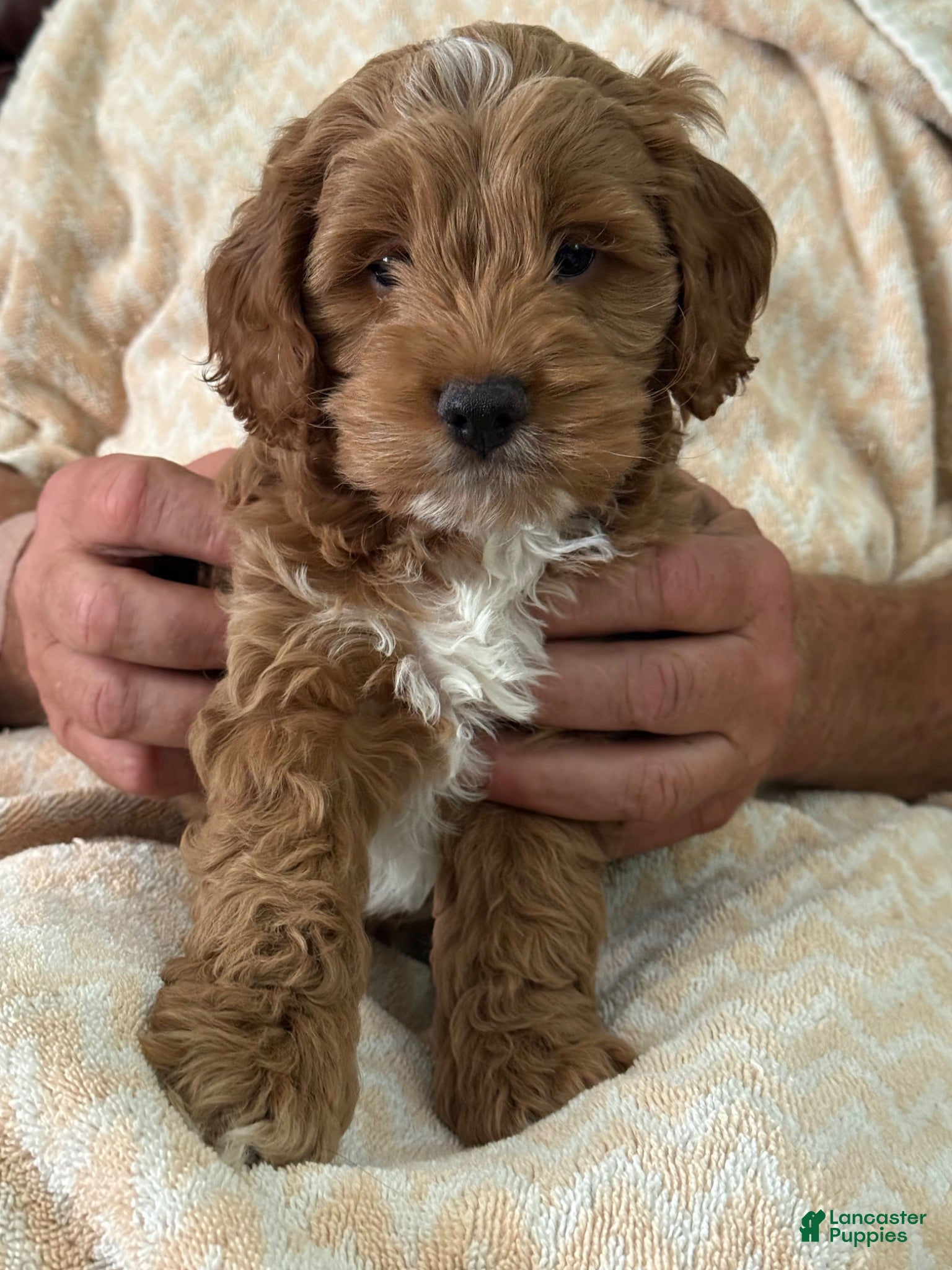 Mixed Breed dogs Cinda - Ad 1