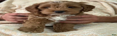 Cinda