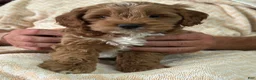 Mixed Breed dogs for sale: Cinda - Ad 1