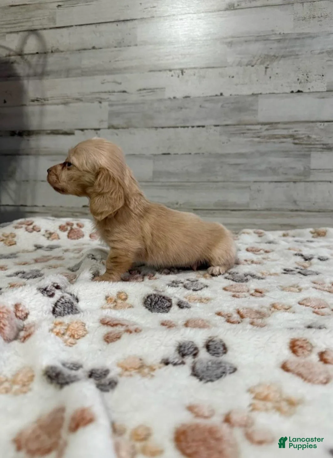 Dachshund dogs for sale: Casper - Ad 2