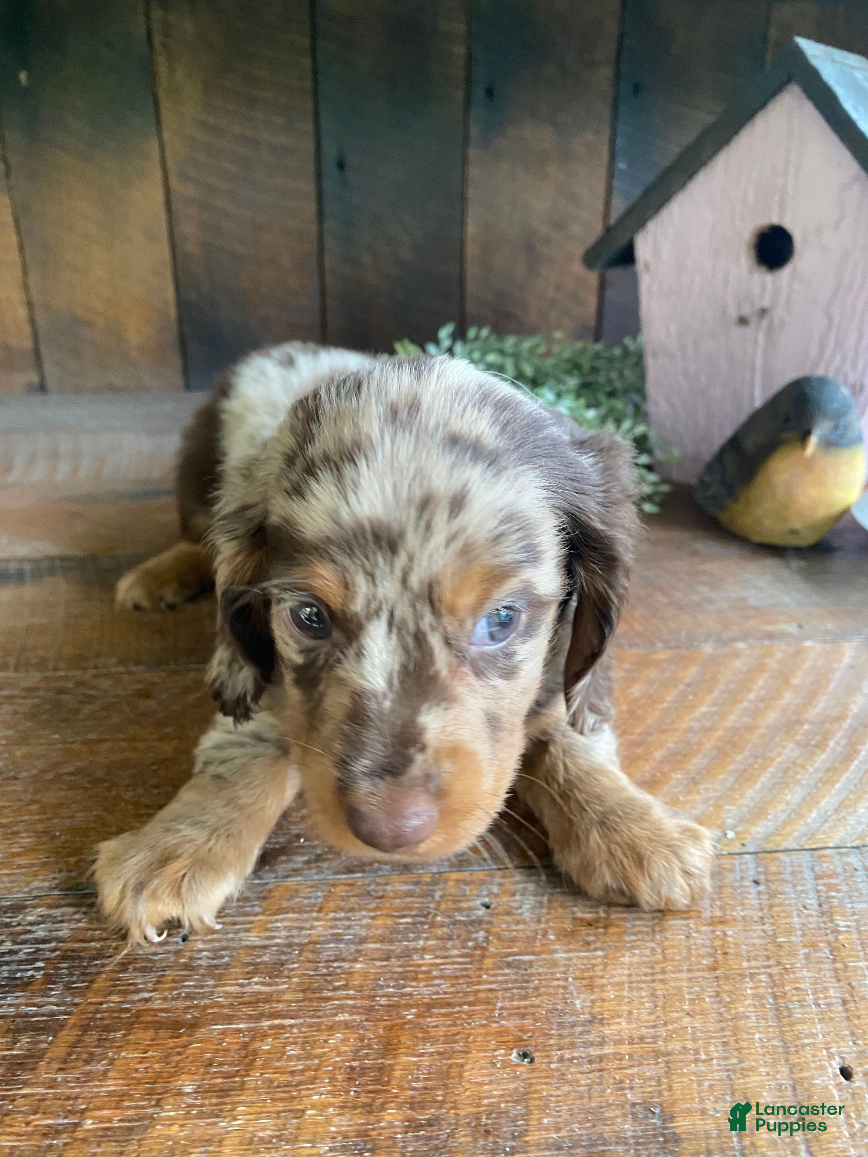 Miniature Dachshund dogs Chuck - Ad 2