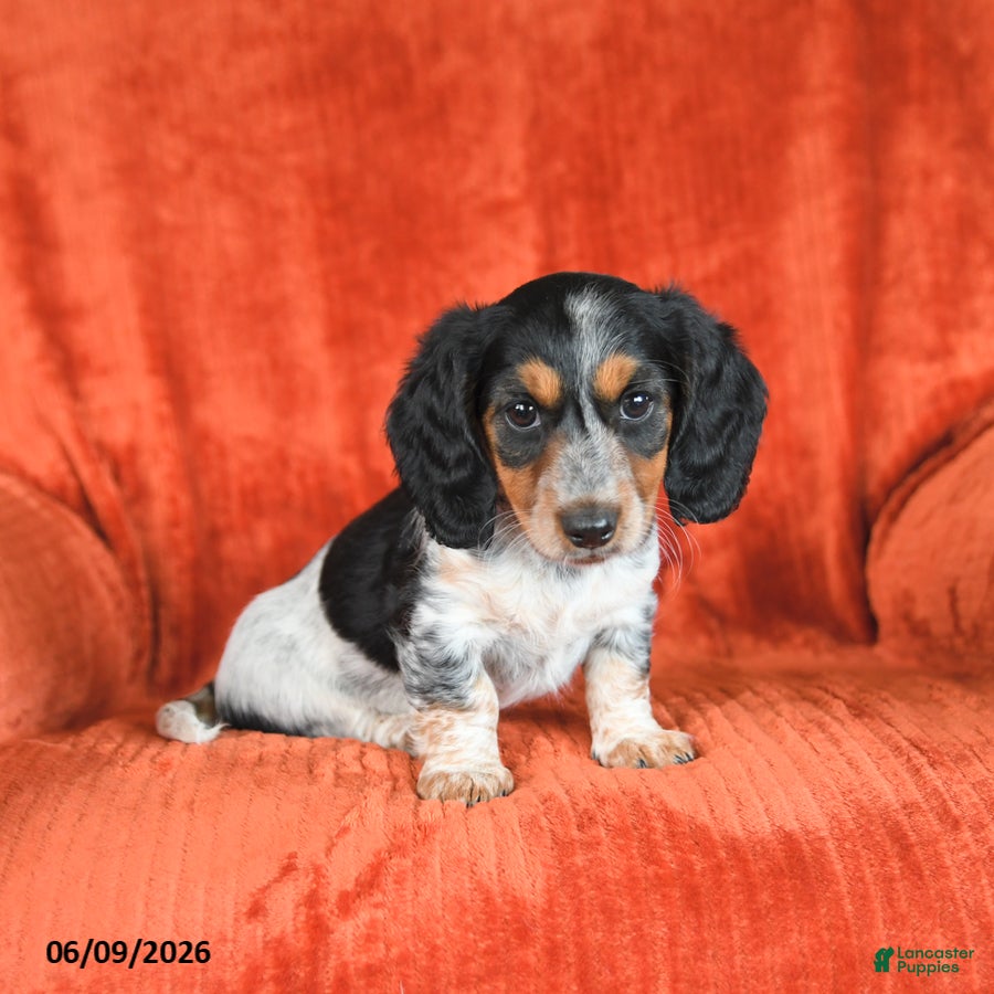 Miniature Dachshund dogs Ava  - Ad 2